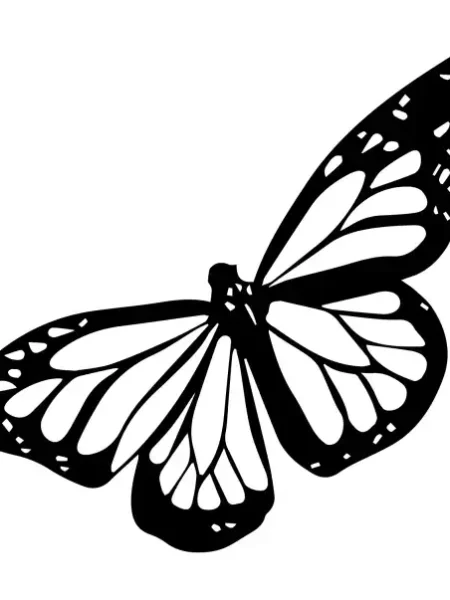 Butterflies  SVG Design | SVG Files for Cricut & Print