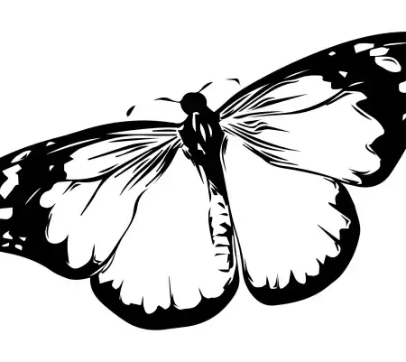 Butterflies  SVG Design | SVG Files for Cricut & Print