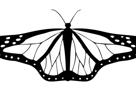 Butterflies  SVG Design | SVG Files for Cricut & Print