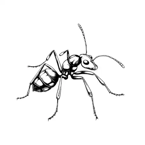 Ant Silhouette SVG Design | SVG Files for Cricut & Print