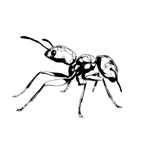 Ant Silhouette SVG Design | SVG Files for Cricut & Print