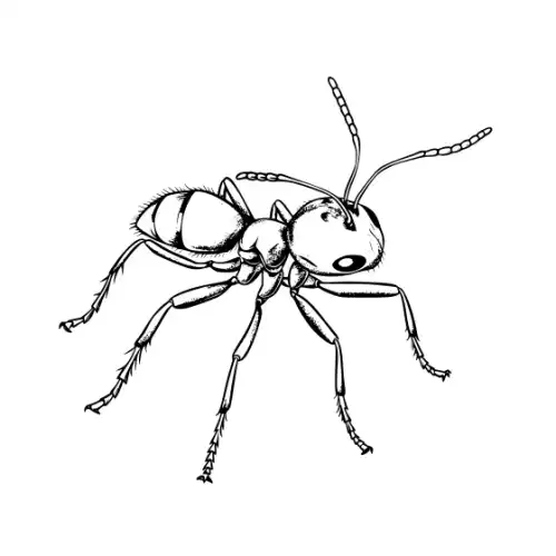 Ant Silhouette SVG Design | SVG Files for Cricut & Print